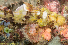 scorpionfish