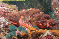 scorpionfish