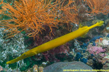 trumpetfish