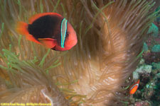 clownfish