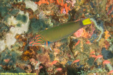 wrasse