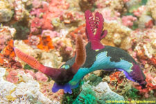 nudibranch