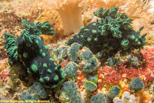 pair of nudibranchs