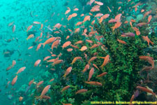 anthias