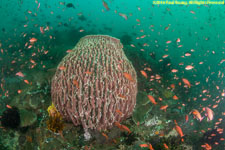 barrel sponge