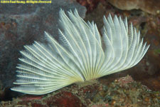 fan worm