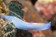 flatworm