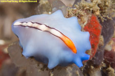 flatworm