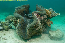 giant clam