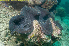 giant clam