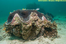 giant clam