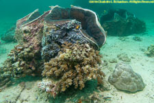 giant clams