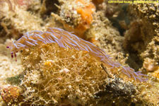 nudibranch