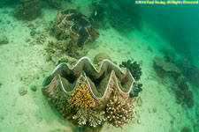 giant clams