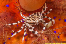 zebra crab