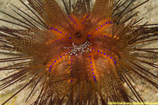 zebra crab on urchin