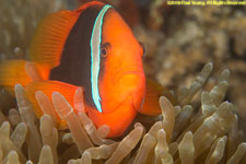 clownfish in anemone