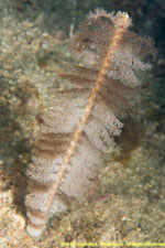 sea pen