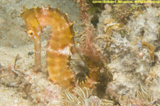 seahorse