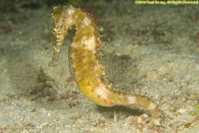 seahorse