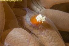 white-headed shrimp