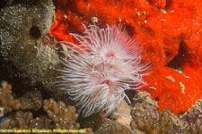 fan worm