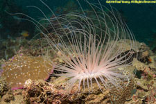 cerianthid