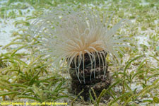 tube anemone