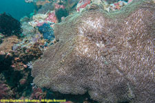 carpet anemone