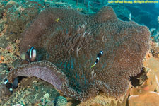 carpet anemone