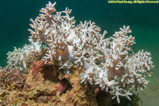 soft coral