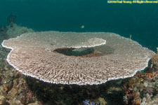 plate coral