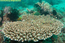 plate coral