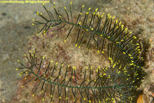 crinoid detail