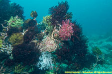 crinoids