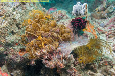 crinoids