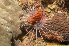 lionfish