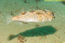 balloonfish