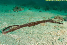 pipefish