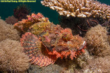 scorpionfish