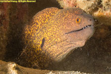 moray eel