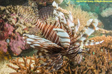 lionfish