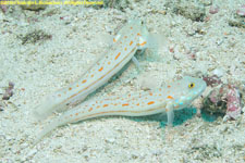 gobies