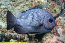 damselfish