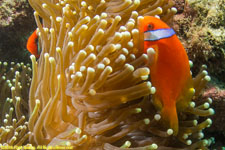 clownfish