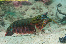 peacock mantis shrimp