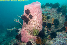 sponge and crinoids