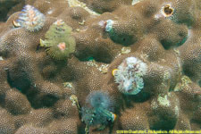 Christmas-tree worms