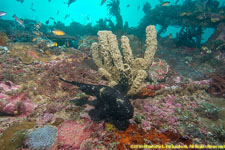 two frogfish