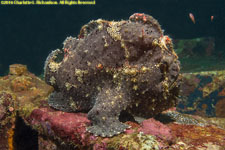 frogfish